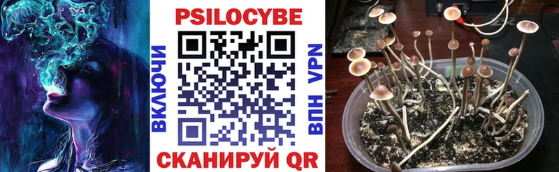 Псилоцибиновые грибы прущие грибы  Вышний Волочёк 
